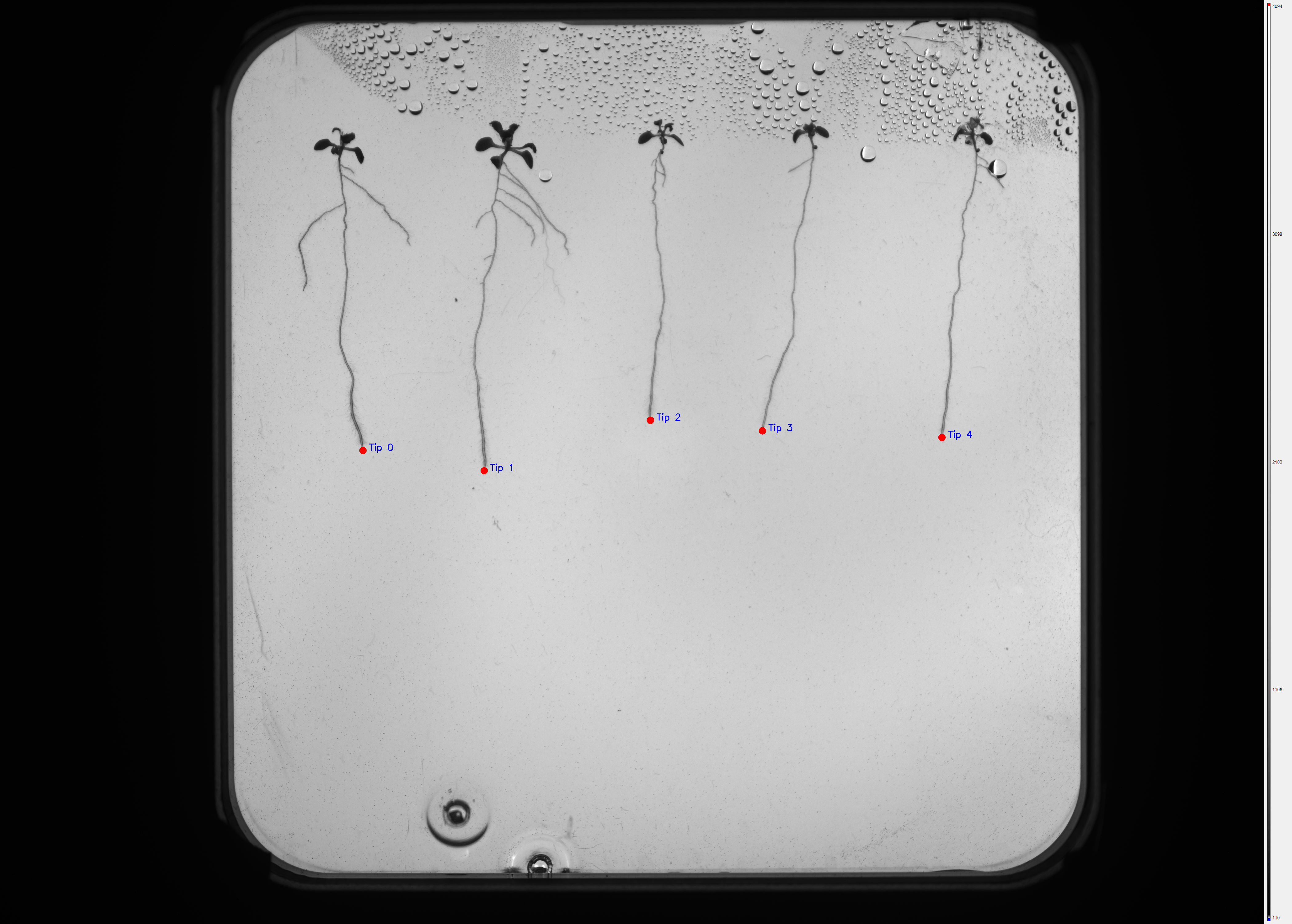 Autonomous Root Tip Inoculation System
